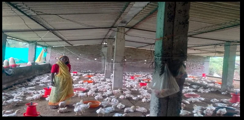 कड़कनाथ कुक्कुट पालन से चमकी कपूरिया दीदी की किस्मत, बनीं लखपति दीदी