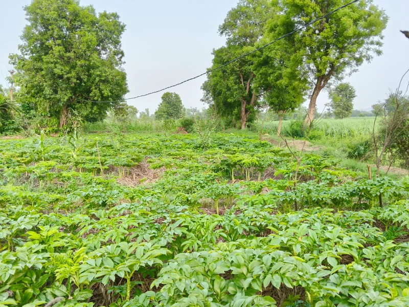 धान के विकल्प के रूप में उभर रही जिमिकंद(सूरन) की खेती