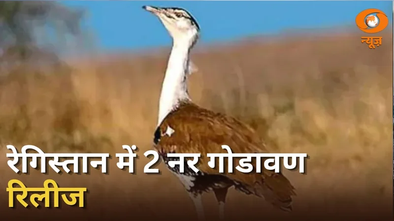 गोडावण संरक्षण में भारत की बड़ी पहल | दो नर Great Indian bustard रेगिस्तान में किए गए रिलीज